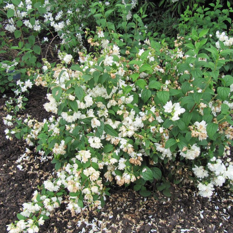 Pfeifenstrauch Snowbelle - Philadelphus (Plant habit)