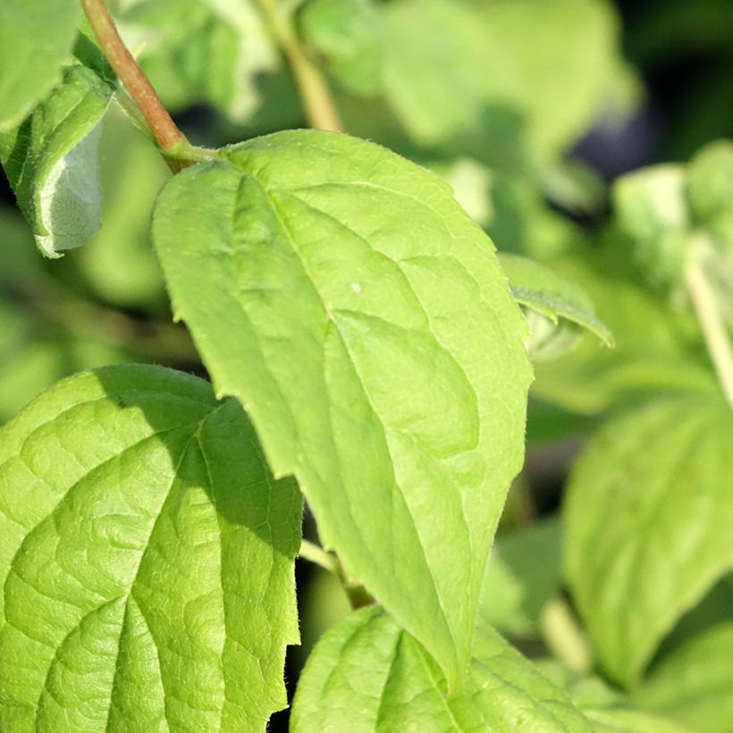 Pfeifenstrauch Virginal - Philadelphus (Foliage)