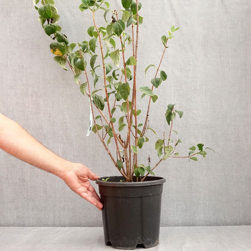 Example of Pfeifenstrauch Virginal - Philadelphus Topf mit 7,5L/10L as you get in ete