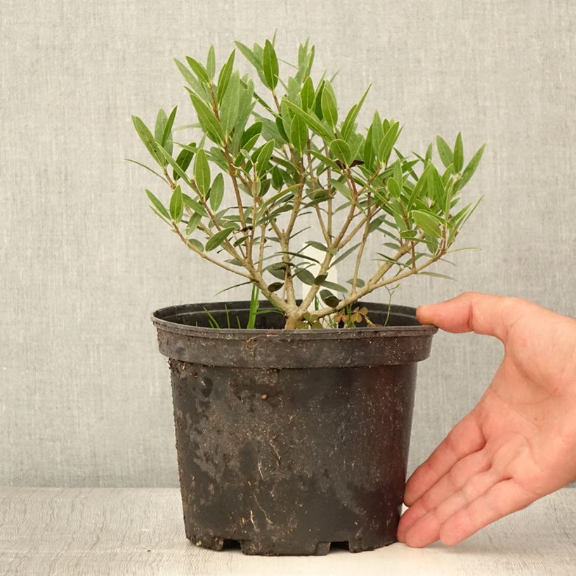 Example of Phillyrea angustifolia Green Up Topf mit 3L/4L as you get in ete