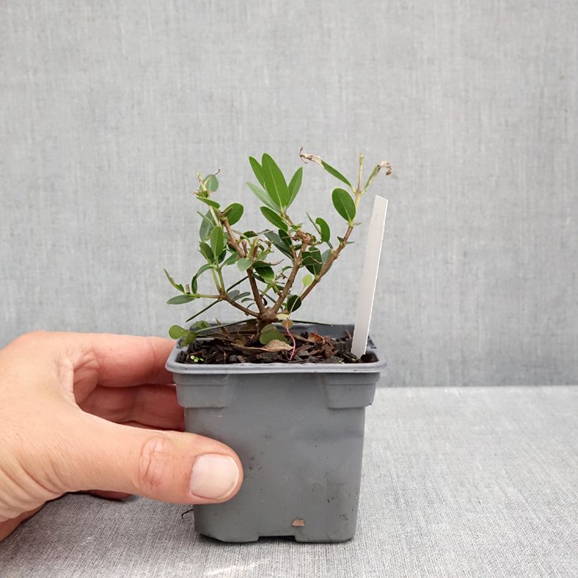 Exemplar von Phillyrea angustifolia GreenQuick Kleine Töpfe von 8/9 cm wie im Herbst geliefert