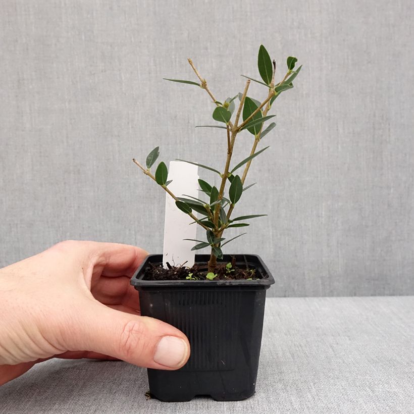 Example of Phillyrea angustifolia GreenQuick Kleine Töpfe von 8/9 cm as you get in hiver
