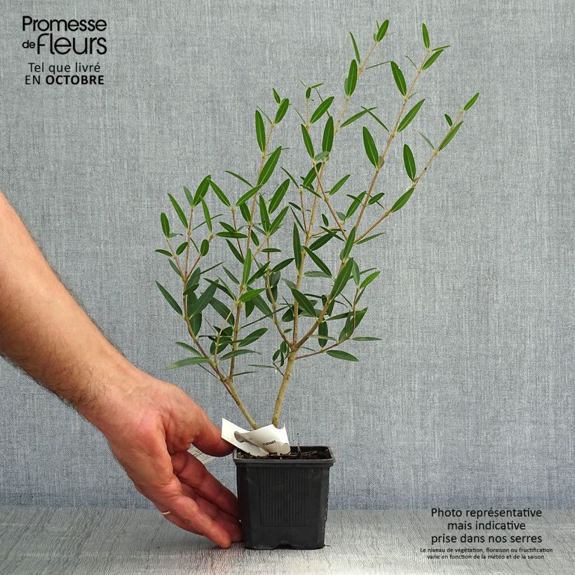 Exemplar von Phillyrea Rosmarinifolia Kleine Töpfe von 8/9 cm wie im Herbst geliefert