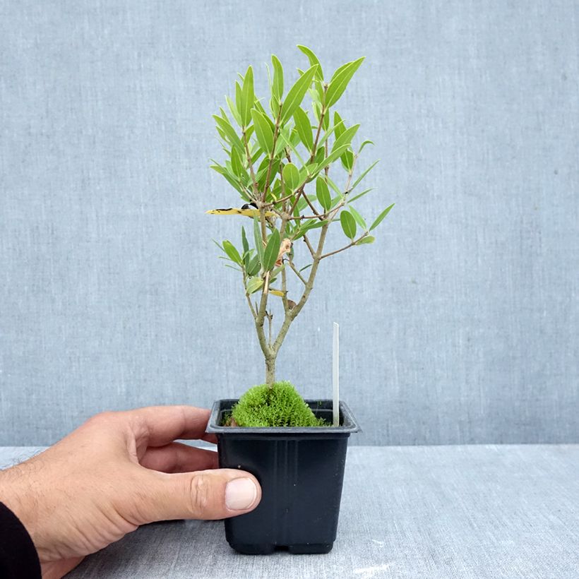 Exemplar von Phillyrea Rosmarinifolia Kleine Töpfe von 8/9 cm wie im Herbst geliefert