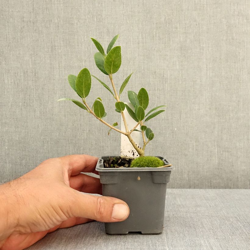Exemplar von Phillyrea latifolia - Breitblättrige Steinlinde Kleine Töpfe von 8/9 cm wie im Sommer geliefert