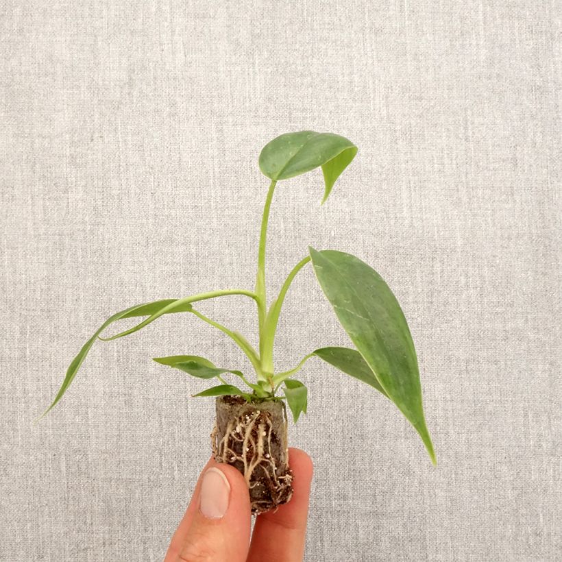 Example of Philodendron 69686 Mini-plante as you get in printemps