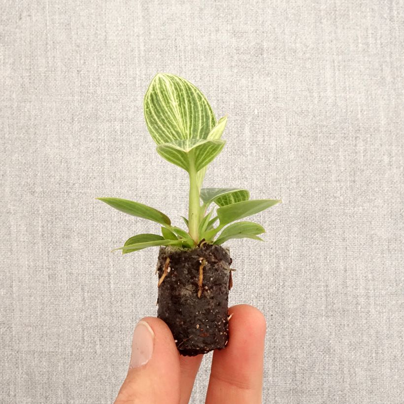 Example of Philodendron Birkin Ribbon Mini-plante as you get in printemps