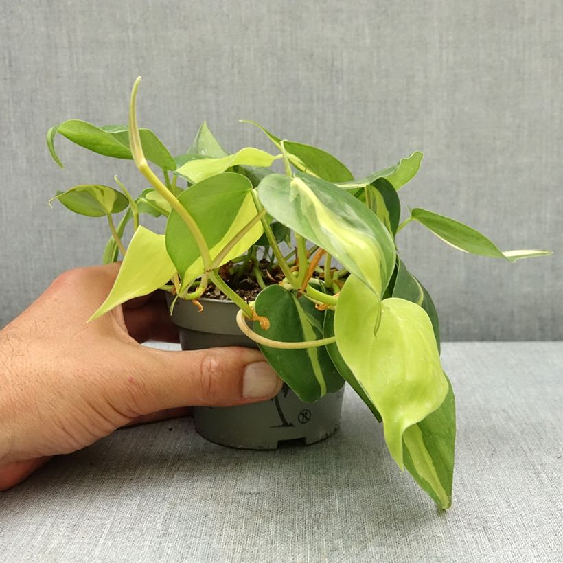 Exemplar von Philodendron scandens Brasil - Kletternder Philodendron Topf 10 cm/11cm wie im Frühjahr geliefert