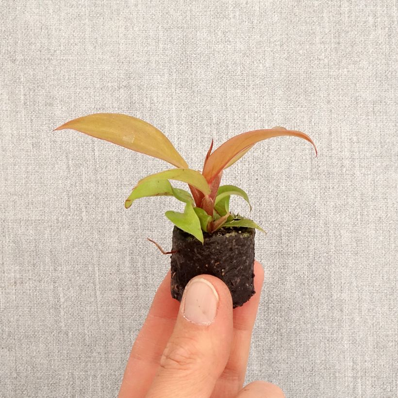 Example of Philodendron Cherry Red Mini-plante as you get in printemps