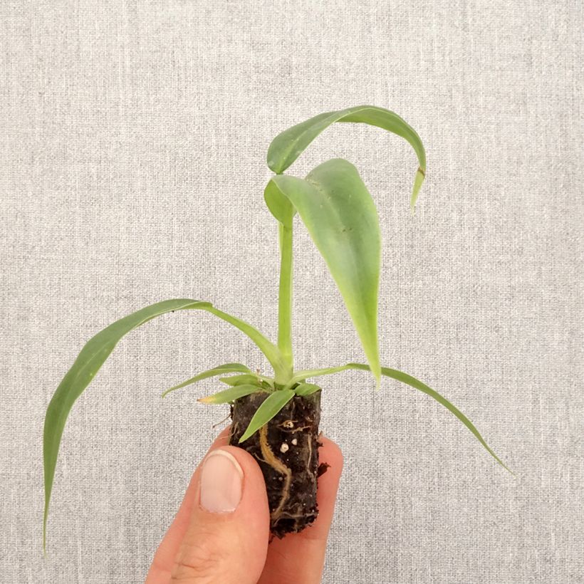 Example of Philodendron elegans Mini-plante as you get in printemps