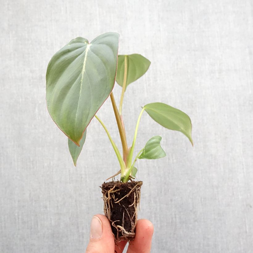 Example of Philodendron gloriosum Mini-plante as you get in printemps