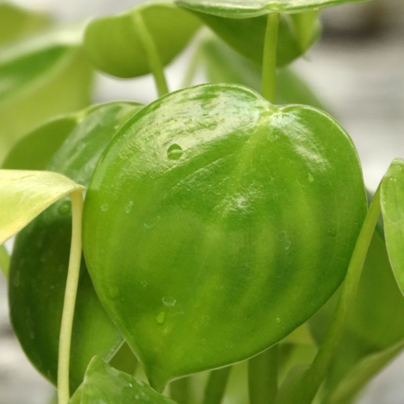 Philodendron grazielae (Laub)