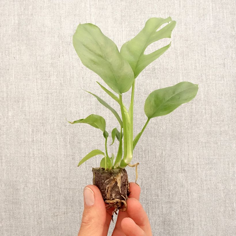 Example of Philodendron Minima - Monstera minima Mini-plante as you get in printemps