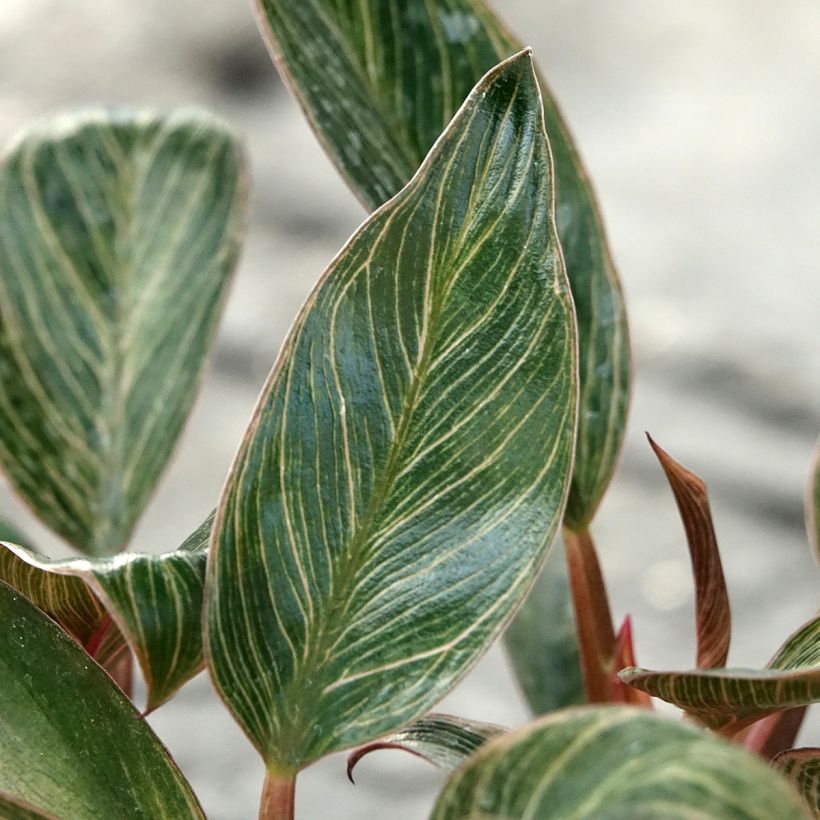 Philodendron Pink Bikini (Laub)