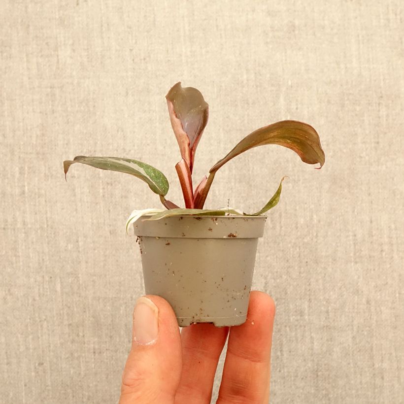 Exemplar von Philodendron Red Anderson - Baumfreund Mini-Pflanze wie im Frühjahr geliefert