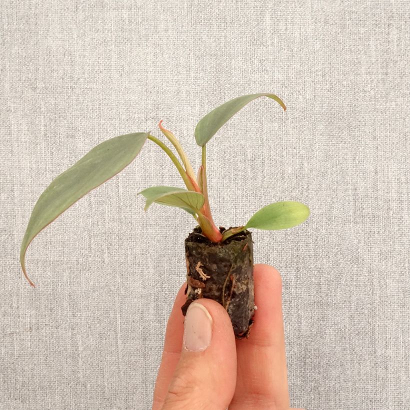 Example of Philodendron Red Heart Mini-plante as you get in printemps