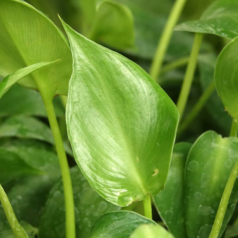 Philodendron rugosum Aberrant (Laub)