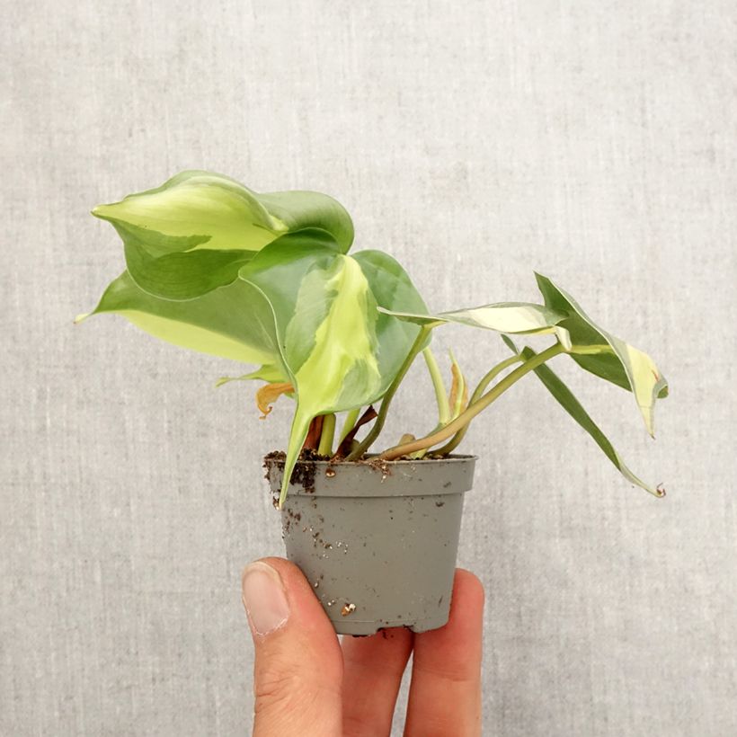 Example of Philodendron scandens Brasil - Kletternder Philodendron Mini-plante as you get in printemps