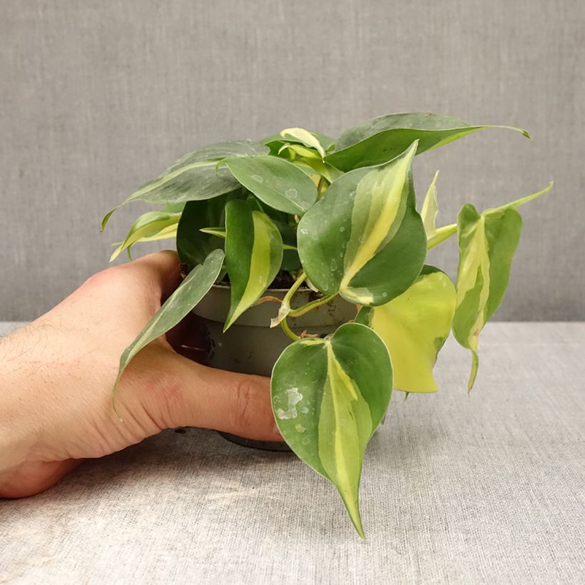 Exemplar von Philodendron scandens - Kletternder Philodendron Topf 10 cm/11cm wie im Frühjahr geliefert