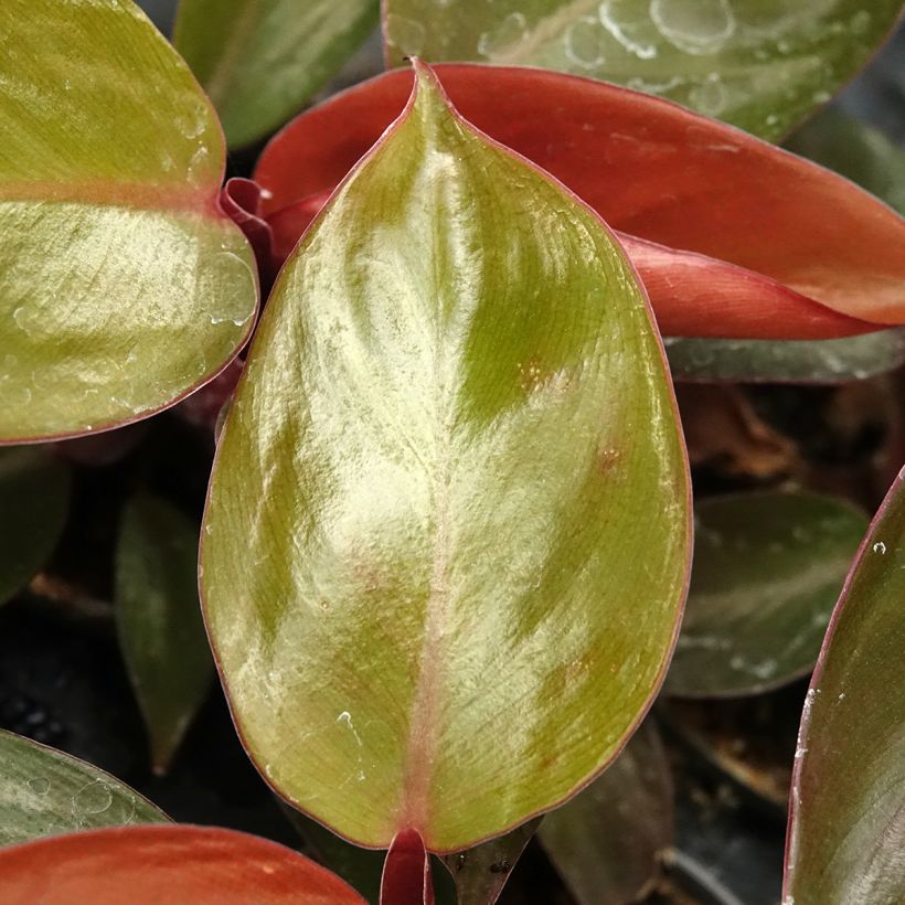Philodendron Sun Red (Laub)