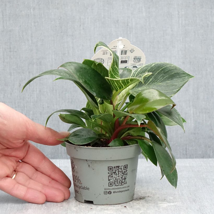 Exemplar von Philodendron White Measure Topf 10 cm/11cm wie im Frühjahr geliefert