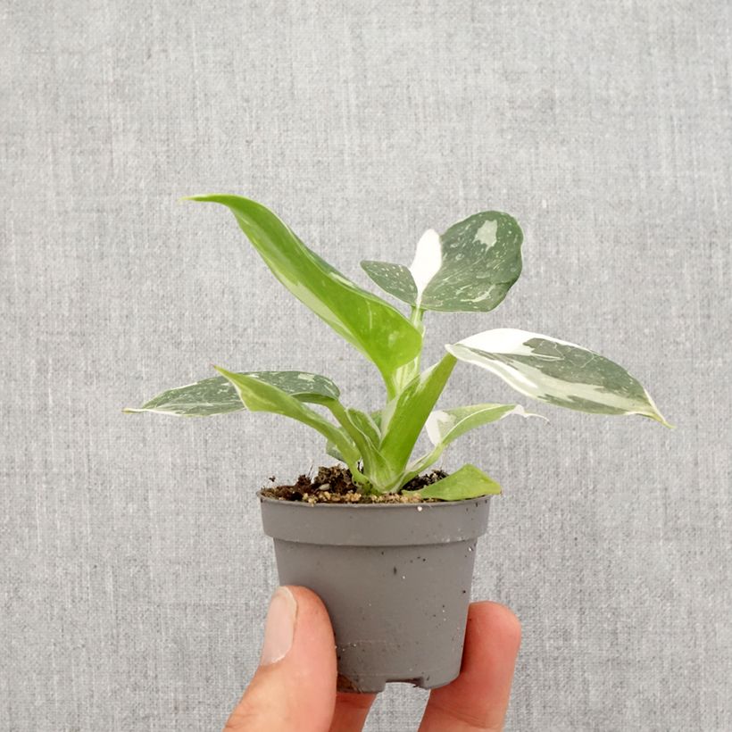 Example of Philodendron White Wizard Mini-plante as you get in printemps