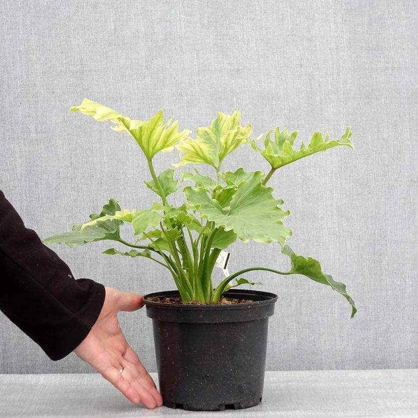 Example of Philodendron xanadu Hope Topf mit 2L/3L as you get in hiver