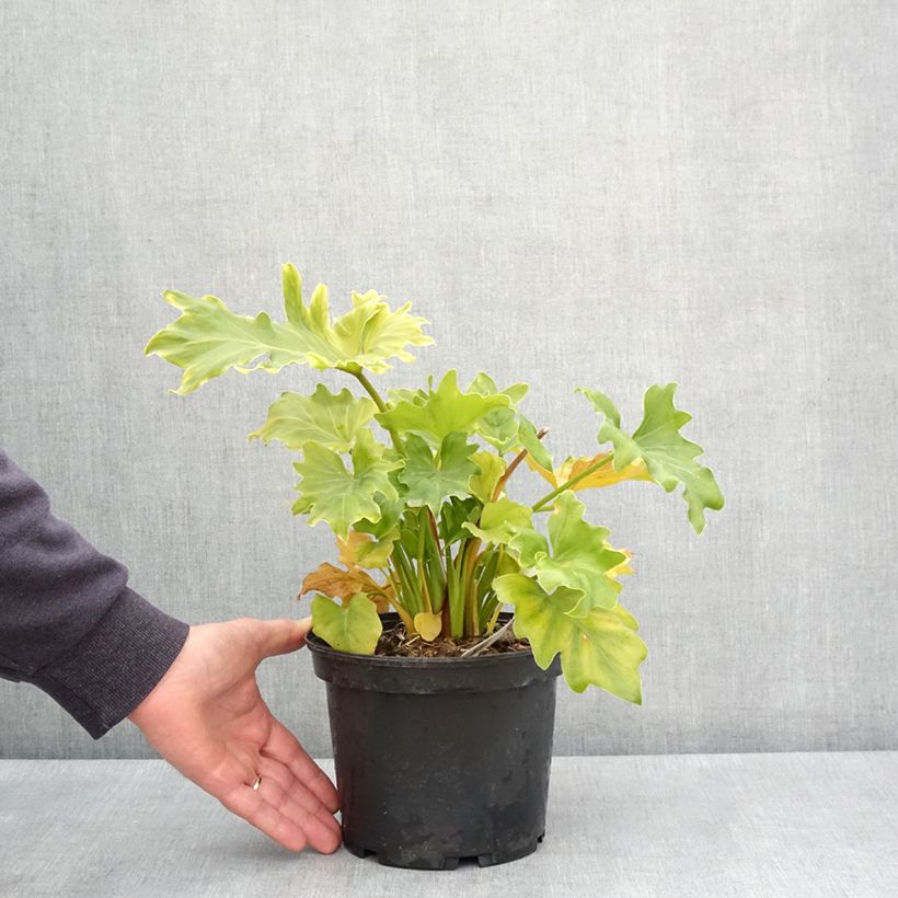 Exemplar von Philodendron xanadu Hope Topf mit 2L/3L wie im Frühjahr geliefert