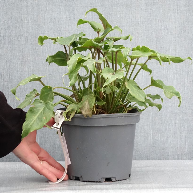 Exemplar von Philodendron xanadu Topf mit 3L/4L wie im Winter geliefert