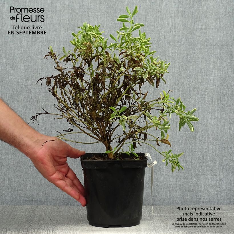 Example of Eriostemon myoporoides Gold Touch - Langblättrige Wachsblume Topf mit 3L/4L as you get in automne