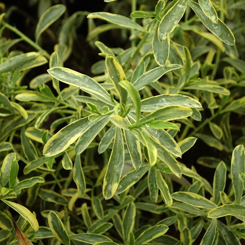 Eriostemon myoporoides Gold Touch - Langblättrige Wachsblume (Foliage)