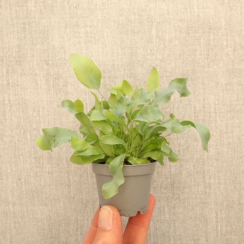 Exemplar von Phlebodium Blue Star - Fougère bleue Mini-Pflanze wie im Frühjahr geliefert