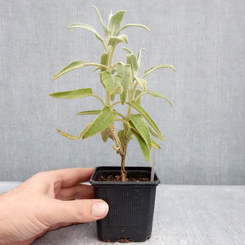 Exemplar von Phlomis purpurea - Brandkraut Kleine Töpfe von 8/9 cm wie im Winter geliefert