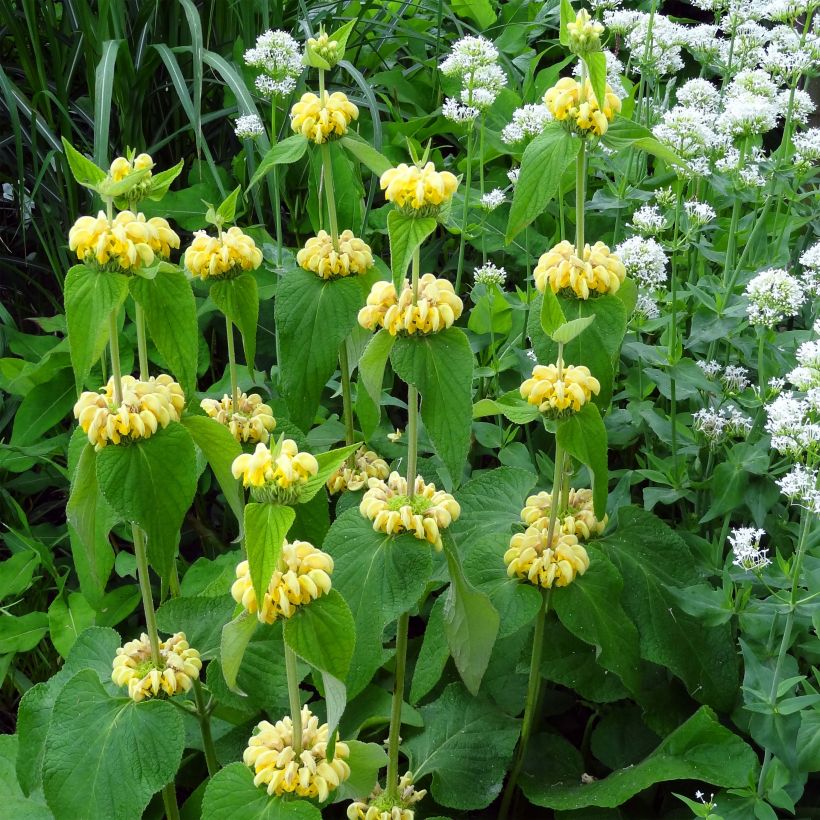 Phlomis russeliana - Syrisches Brandkraut (Flowering)