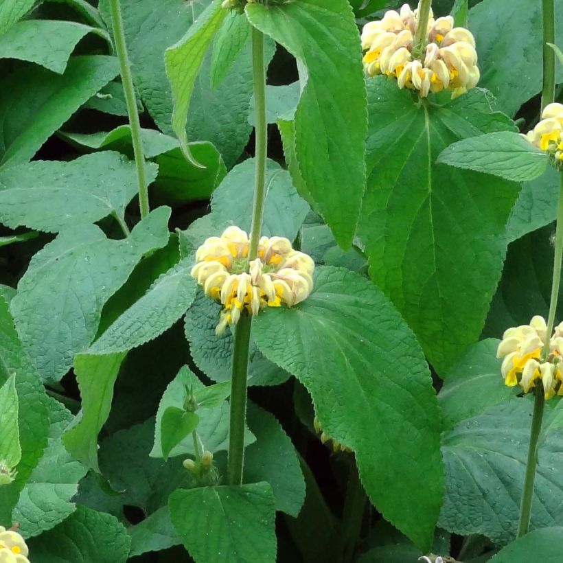 Phlomis russeliana - Syrisches Brandkraut (Foliage)