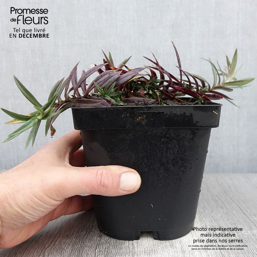 Example of Wald-Phlox Chattahoochee - Phlox divaricata Topf mit 2L/3L as you get in automne