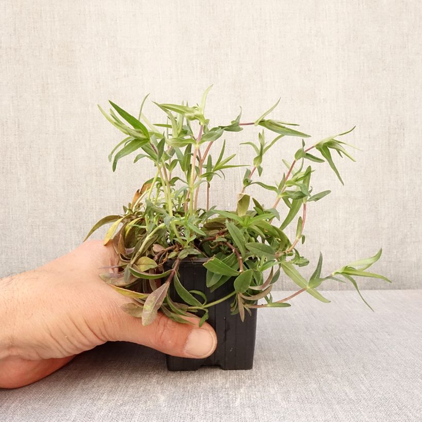 Exemplar von Wald-Phlox May Breeze - Phlox divaricata Kleine Töpfe von 8/9 cm wie im Frühjahr geliefert