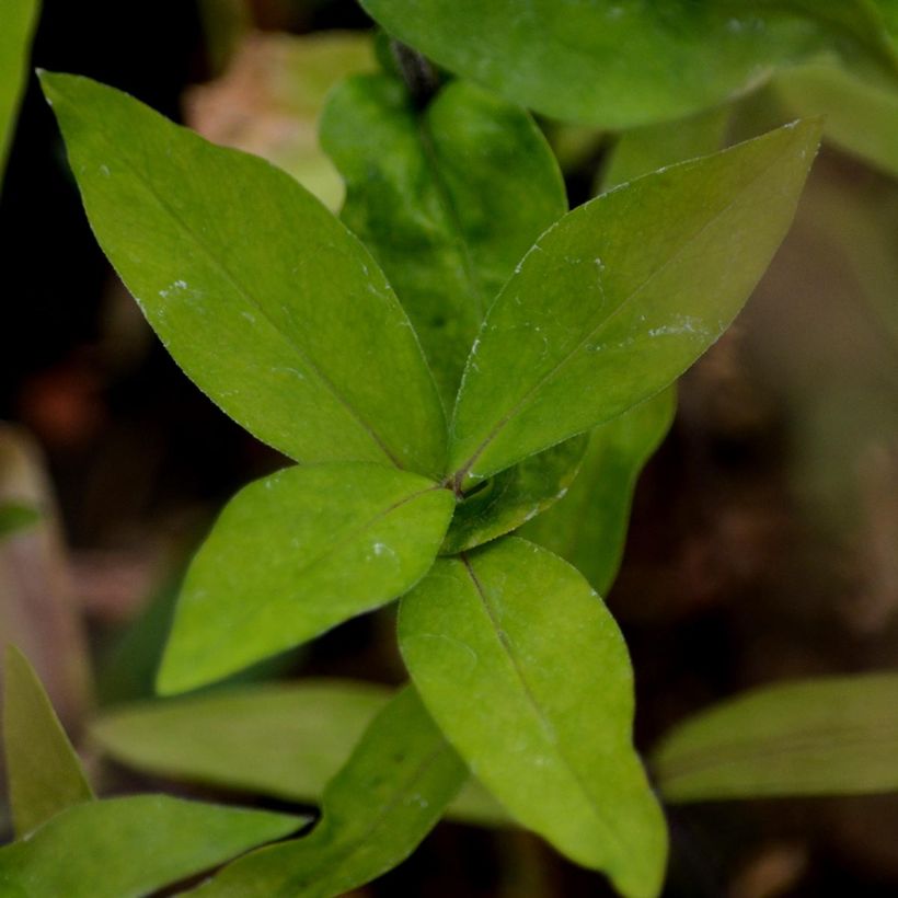 Wald-Phlox White Perfume - Phlox divaricata (Foliage)