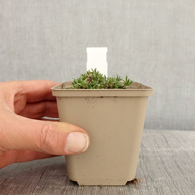 Exemplar von Polsterphlox Crackerjack - Phlox douglasii Kleine Töpfe von 8/9 cm wie im Frühjahr geliefert