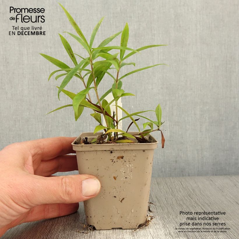 Example of Hohe Flammenblume Fashionably Early Crystal - Phlox paniculata Kleine Töpfe von 8/9 cm as you get in automne