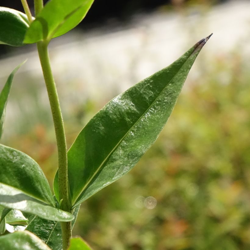 Hohe Flammenblume Fashionably Early Crystal - Phlox paniculata (Foliage)