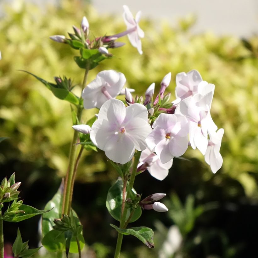 Hohe Flammenblume Fashionably Early Crystal - Phlox paniculata (Flowering)