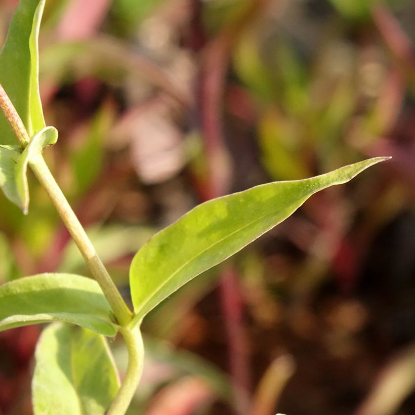Hohe Flammenblume Fashionably Early Flamingo - Phlox paniculata (Foliage)