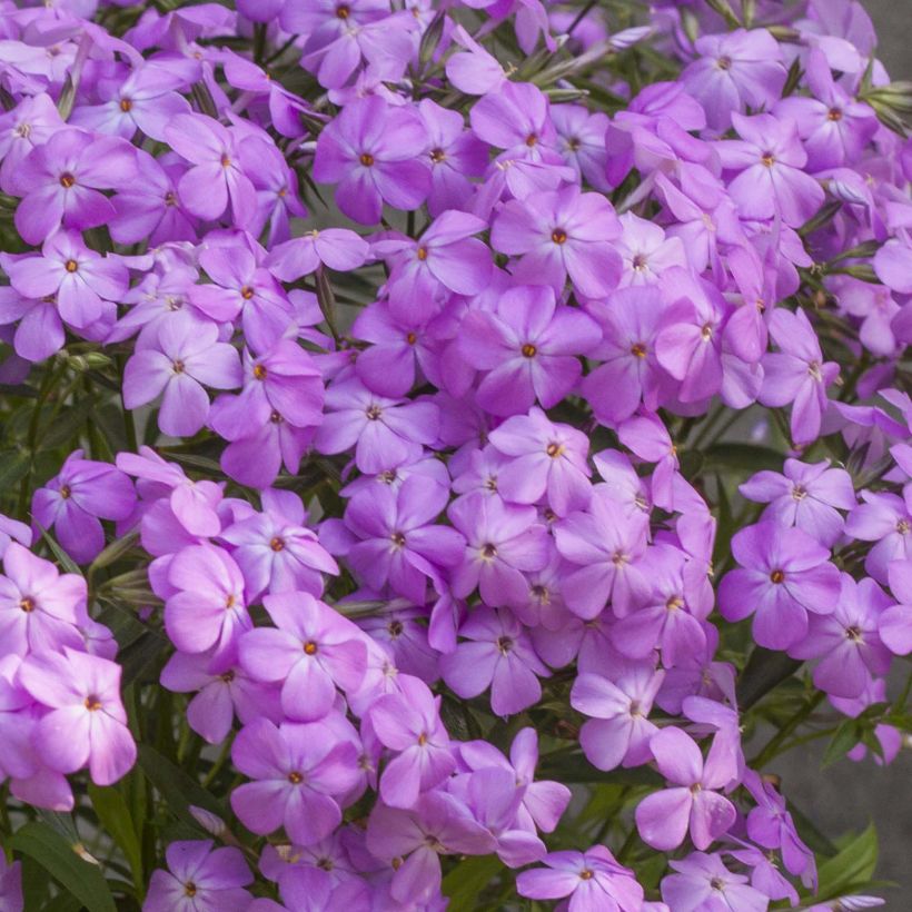 Flammenblume Forever Pink - Phlox (Flowering)