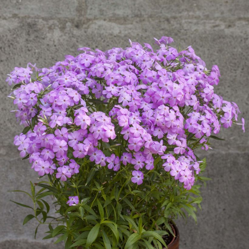 Flammenblume Forever Pink - Phlox (Plant habit)