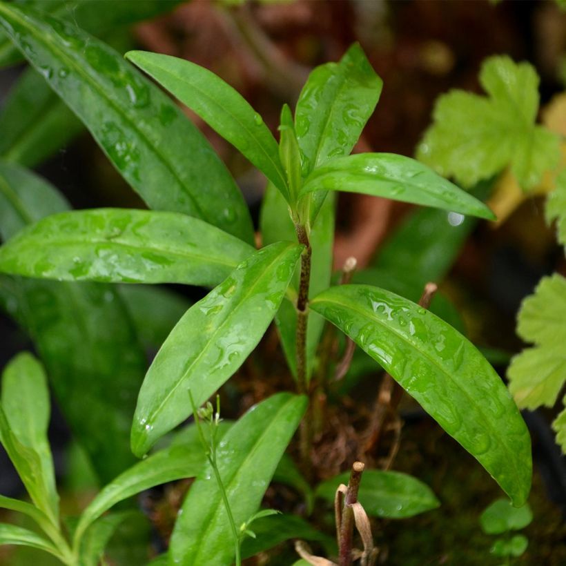 Gefleckter Phlox Natasha - Phlox maculata (Foliage)