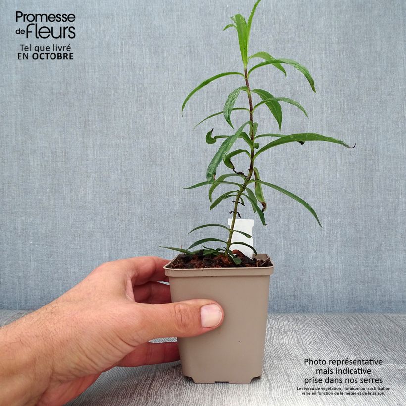 Example of Gefleckter Phlox Natasha - Phlox maculata Kleine Töpfe von 8/9 cm as you get in automne