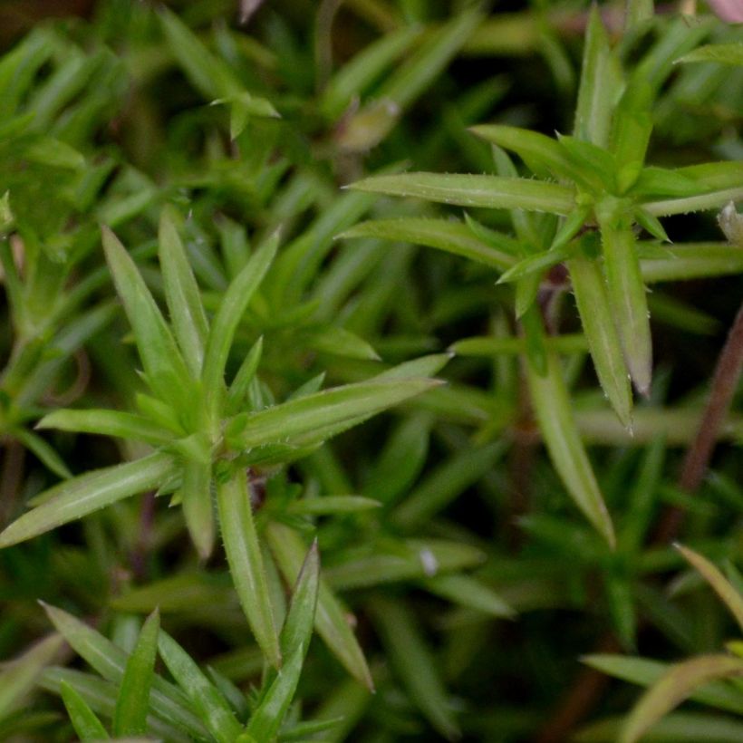 Pfriemenförmiger Phlox Candy Stripes - Phlox subulata (Foliage)