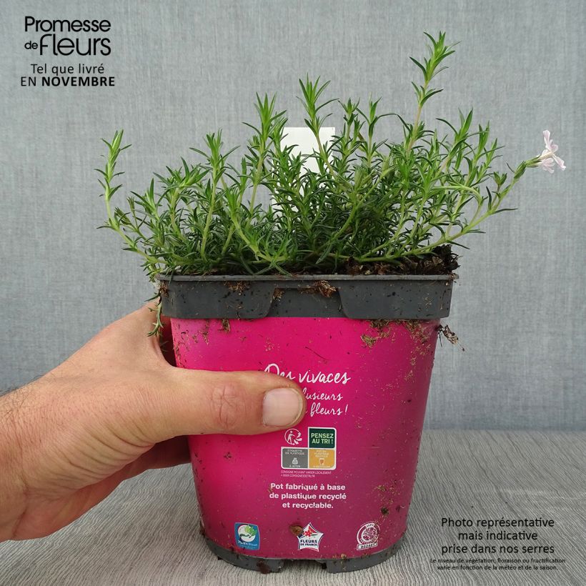 Example of Pfriemenförmiger Phlox Candy Stripes - Phlox subulata Topf mit 1,5L/2L as you get in automne