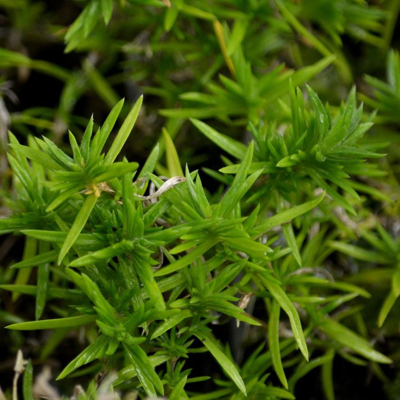 Pfriemenförmiger Phlox Moerheimii - Phlox subulata (Foliage)